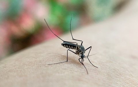 Top 4 Ways to Prevent Mosquito Bites This Summer