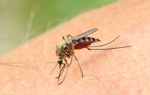 The Best Tips To Stop Mosquitoes Breeding In Water Features
