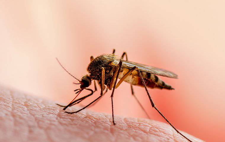 How Your Diet Can Make Atlanta Mosquitoes Target You | Tuxedo Mosquito ...