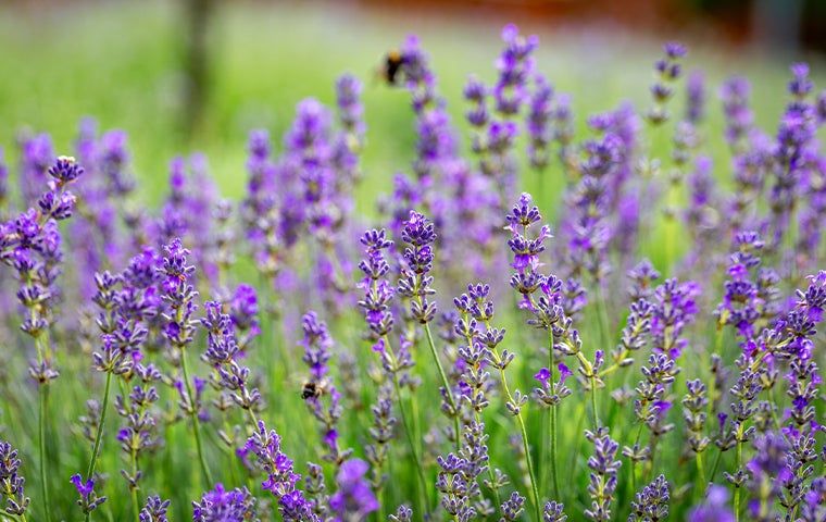 Keeping Mosquitoes Off Your Atlanta Yard With Flower Power | Tuxedo ...