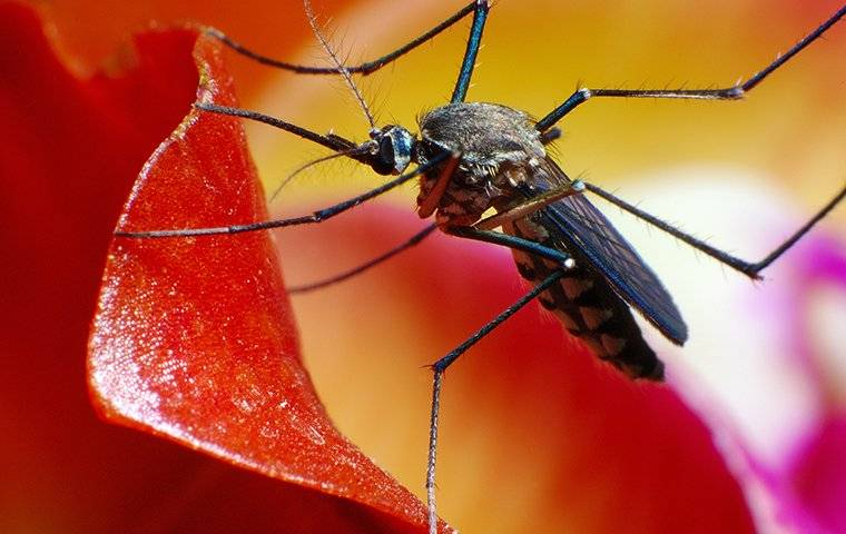 Four Surprising Facts About Mosquitoes In Atlanta Tuxedo Mosquito Control 3012